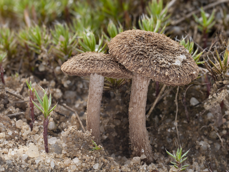 Inocybe stenospora